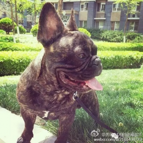 宋喆以自家斗牛犬的名號開了微博，網友據此照片定位到了他生活的小區