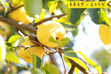 未來(lái)集市“故鄉(xiāng)計(jì)劃”走進(jìn)安徽碭山，助力鄉(xiāng)村振興 圖5